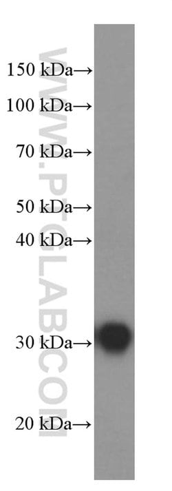 GSTO1 Mouse anti-Human, Mouse, Rat, Clone: 5E1E10, Proteintech:Antibodies:Primary