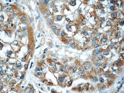 GSTO1 Mouse anti-Human, Mouse, Rat, Clone: 5E1E10, Proteintech:Antibodies:Primary