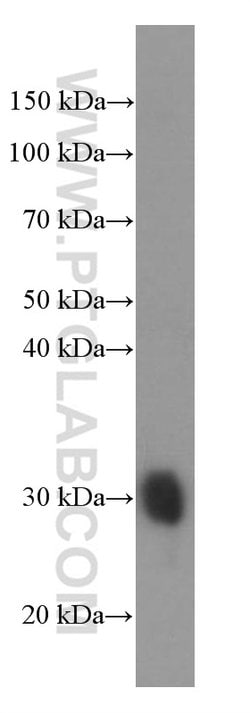 GSTO1 Mouse anti-Human, Mouse, Rat, Clone: 5E1E10, Proteintech:Antibodies:Primary