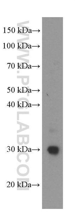 GSTO1 Mouse anti-Human, Mouse, Rat, Clone: 5E1E10, Proteintech:Antibodies:Primary
