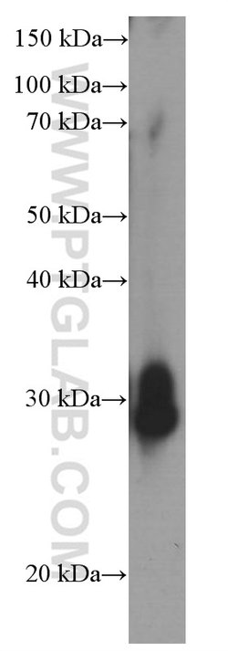GSTO1 Mouse anti-Human, Mouse, Rat, Clone: 5E1E10, Proteintech:Antibodies:Primary