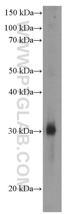 GSTO1 Mouse anti-Human, Mouse, Rat, Clone: 5E1E10, Proteintech:Antibodies:Primary