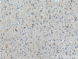 CUL4B Mouse anti-Human, Rat, Clone: 4E10B10, Proteintech 20 &mu;L; Unconjugated:Antibodies,