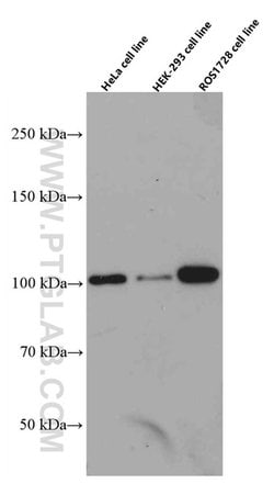CUL4B Mouse anti-Human, Rat, Clone: 4E10B10, Proteintech 20 &mu;L; Unconjugated:Antibodies,