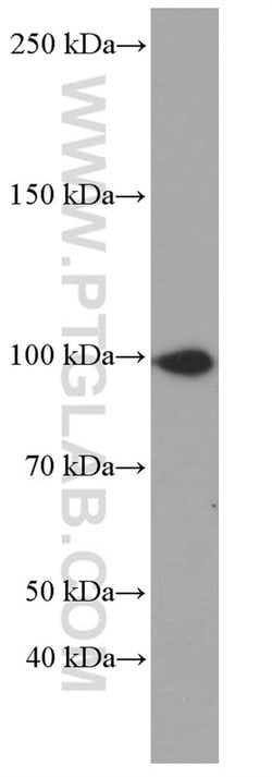 CUL4B Mouse anti-Human, Rat, Clone: 4E10B10, Proteintech 20 &mu;L; Unconjugated:Antibodies,