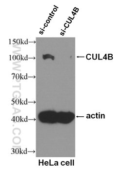 CUL4B Mouse anti-Human, Rat, Clone: 4E10B10, Proteintech 20 &mu;L; Unconjugated:Antibodies,