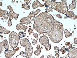 AMOT Mouse anti-Human, Porcine, Clone: 3H7B3, Proteintech:Antibodies:Primary