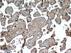 AMOT Mouse anti-Human, Porcine, Clone: 3H7B3, Proteintech:Antibodies:Primary