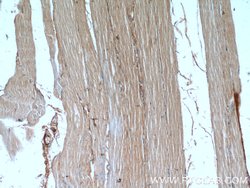 AMOT Mouse anti-Human, Porcine, Clone: 3H7B3, Proteintech:Antibodies:Primary