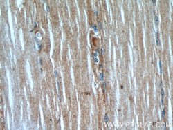 AMOT Mouse anti-Human, Porcine, Clone: 3H7B3, Proteintech:Antibodies:Primary