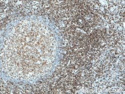 LCK Mouse anti-Human, Porcine, Rat, Clone: 2D10C2, Proteintech:Antibodies:Primary