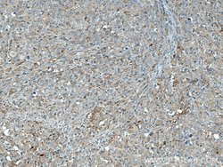 LCK Mouse anti-Human, Porcine, Rat, Clone: 2D10C2, Proteintech:Antibodies:Primary