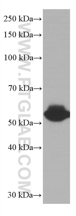 LCK Mouse anti-Human, Porcine, Rat, Clone: 2D10C2, Proteintech:Antibodies:Primary