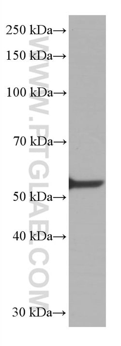 LCK Mouse anti-Human, Porcine, Rat, Clone: 2D10C2, Proteintech:Antibodies:Primary