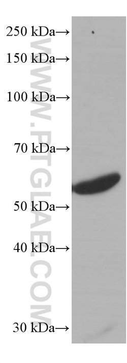 LCK Mouse anti-Human, Porcine, Rat, Clone: 2D10C2, Proteintech:Antibodies:Primary