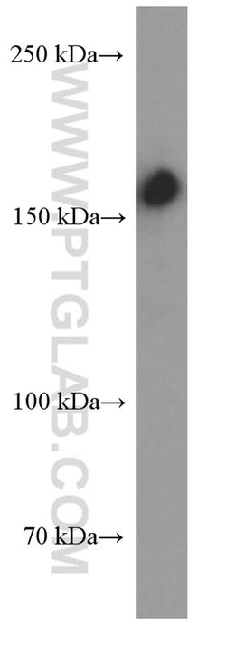 CD109 Mouse anti-Human, Clone: 2H8G7, Proteintech 150 &mu;L; Unconjugated:Antibodies,