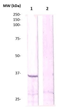 Phospho-CDC2 (Tyr15) (CDK1) Polyclonal Antibody, Abbomax 100 &mu;g; Unconjugated:Antibodies,