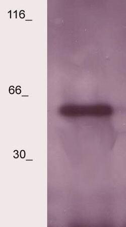 LSP Polyclonal Antibody, Abbomax 100 &mu;g; Unconjugated:Antibodies, Polyclonal