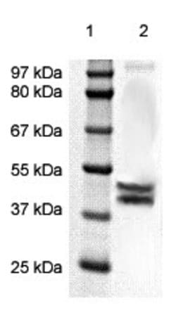 Phospho-ERK1/2 (P44-MAPK) (Thr202, Tyr204) Polyclonal Antibody, Abbomax