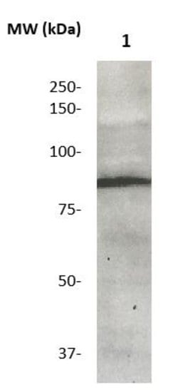 MCM5 Polyclonal Antibody, Abbomax 100 &mu;g | Buy Online | Abbomax Inc | Fisher Scientific