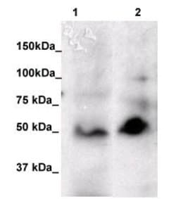 FOXP3 Polyclonal Antibody, Abbomax 100 &mu;g; Unconjugated:Antibodies,