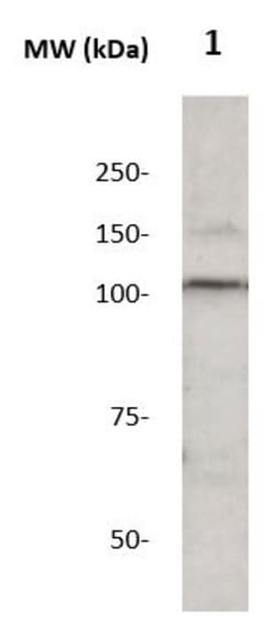 Corin Polyclonal Antibody, Abbomax 100 &mu;g; Unconjugated:Antibodies,