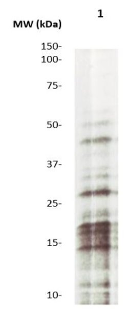 Mono-Methyl-Histone H3 (Lys9) Polyclonal Antibody, Abbomax 100 &mu;g | Buy Online | Abbomax Inc | Fisher Scientific