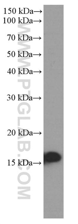 UBC9 Mouse anti-Human, Mouse, Rat, Clone: 4A10B11, Proteintech 150 &mu;L;