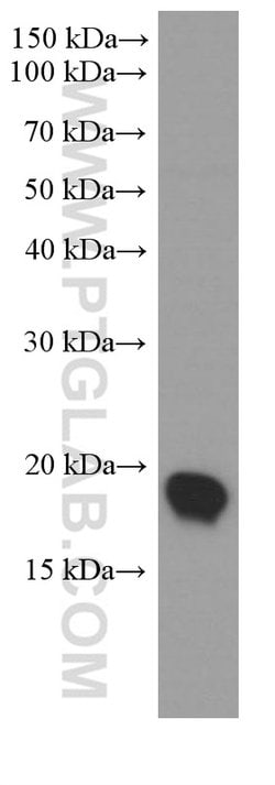 UBC9 Mouse anti-Human, Mouse, Rat, Clone: 4A10B11, Proteintech 150 &mu;L;