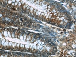 TRIP6 Mouse anti-Human, Mouse, Clone: 5D8C7, Proteintech 150 &mu;L | Buy Online | Proteintech Group Inc | Fisher Scientific