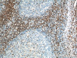 CD7 Mouse anti-Human, Mouse, Clone: 1G10D8, Proteintech:Antibodies:Primary