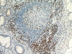 CD7 Mouse anti-Human, Mouse, Clone: 1G10D8, Proteintech:Antibodies:Primary