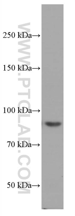 PI3K p85 alpha Mouse anti-Human, Mouse, Porcine, Rat, Clone: 4G3C11, Proteintech