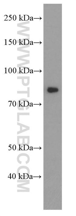 PI3K p85 alpha Mouse anti-Human, Mouse, Porcine, Rat, Clone: 4G3C11, Proteintech