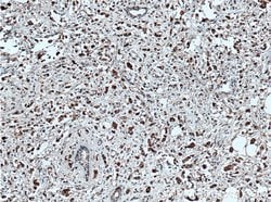 OCT4 Mouse anti-Human, Mouse, Clone: 1C4B6, Proteintech:Antibodies:Primary