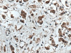 OCT4 Mouse anti-Human, Mouse, Clone: 1C4B6, Proteintech:Antibodies:Primary