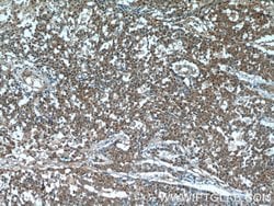 OCT4 Mouse anti-Human, Mouse, Clone: 1C4B6, Proteintech:Antibodies:Primary