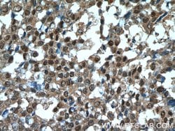 OCT4 Mouse anti-Human, Mouse, Clone: 1C4B6, Proteintech:Antibodies:Primary
