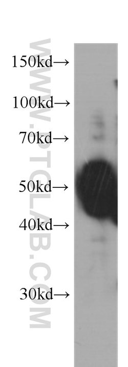 OCT4 Mouse anti-Human, Mouse, Clone: 1C4B6, Proteintech:Antibodies:Primary