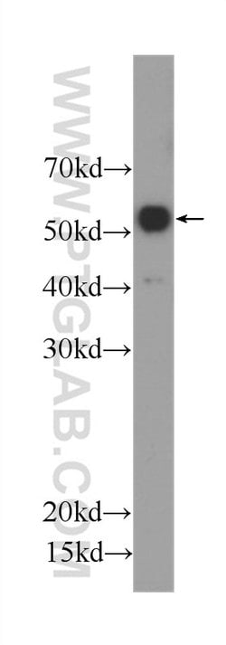 OCT4 Mouse anti-Human, Mouse, Clone: 1C4B6, Proteintech:Antibodies:Primary
