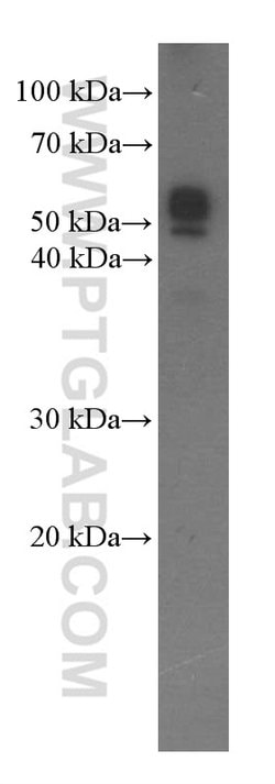 OCT4 Mouse anti-Human, Mouse, Clone: 1C4B6, Proteintech:Antibodies:Primary