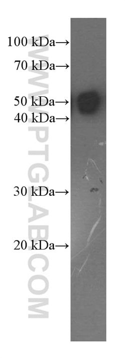 OCT4 Mouse anti-Human, Mouse, Clone: 1C4B6, Proteintech:Antibodies:Primary