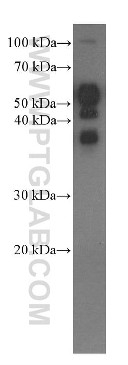 OCT4 Mouse anti-Human, Mouse, Clone: 1C4B6, Proteintech:Antibodies:Primary