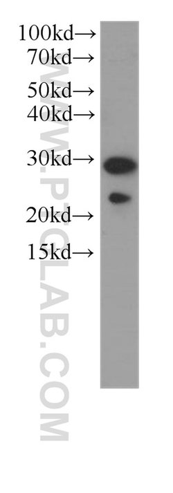 PGRMC2 Mouse anti-Human, Mouse, Clone: 5F10D7, Proteintech 20 &mu;L; Unconjugated:Anticorps,