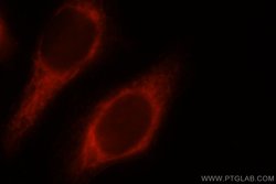 COXIV Mouse anti-Human, Mouse, Clone: 3C7D2, Proteintech:Anticuerpos:Anticuerpos