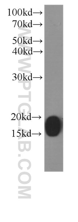 COXIV Mouse anti-Human, Mouse, Clone: 3C7D2, Proteintech:Anticuerpos:Anticuerpos