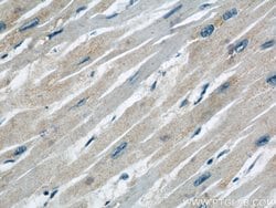 COXIV Mouse anti-Human, Mouse, Clone: 3C7D2, Proteintech:Anticuerpos:Anticuerpos