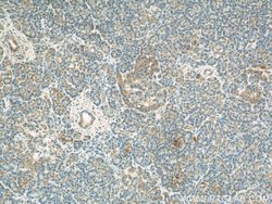 COXIV Mouse anti-Human, Mouse, Clone: 3C7D2, Proteintech:Anticuerpos:Anticuerpos