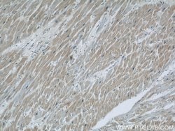 COXIV Mouse anti-Human, Mouse, Clone: 3C7D2, Proteintech:Anticuerpos:Anticuerpos