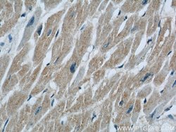 COXIV Mouse anti-Human, Mouse, Clone: 3C7D2, Proteintech:Anticuerpos:Anticuerpos